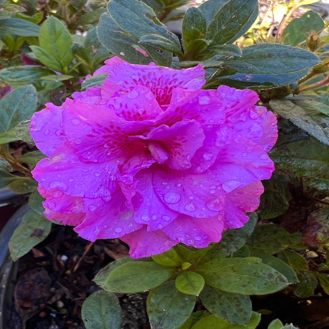 Majesty Encore Azalea 1 Majesty Encore Azalea