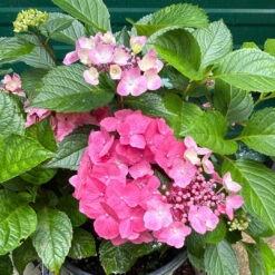 Let's Dance Lovable Hydrangea 12 Let's Dance Lovable Hydrangea -Pixies Gardens 2a941f4f 46eb 4261 ad33 536048c8685f