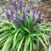 Liriope Muscari 'Royal Purple' - [CG]