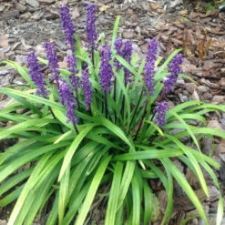 Liriope Muscari 'Royal Purple' - [CG]