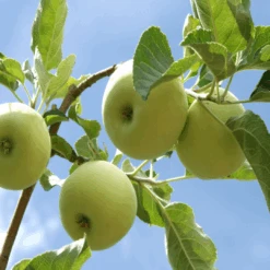 Granny Smith Apple Tree -Pixies Gardens 3 3