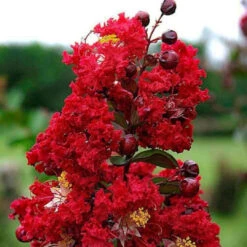 Red Rocket Crape Myrtle Tree 11 Red Rocket Crape Myrtle Tree -Pixies Gardens 3078 800x818 10144505 8ad6 49df b714 5a7b0a054d8c