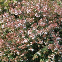 Abelia Rose Creek