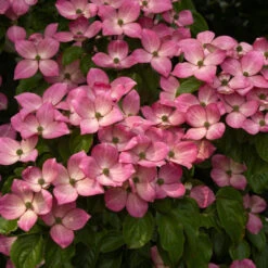 Pink Kousa Dogwood -Pixies Gardens 310fb54432e2cfa59a299ac7188ca53f