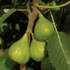 Italian Honey Fig Tree