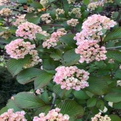 Kern's Pink Snowball Viburnum Shrub -Pixies Gardens 31bbd932ac1f2644b61e8ec1c4a5d608