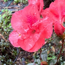 Echo Peachy Keen Azalea 10 Echo Peachy Keen Azalea -Pixies Gardens 329D5FF6 1F5E 45D9 B9FD E89C2BBD9CB3