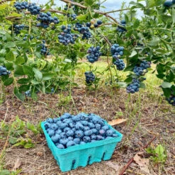 Blueberry Bush Variety Pack Combo -Pixies Gardens 32ae81c6c6af4ddb2344086de0432739