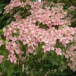 Pixies Gardens 14 Pink Kousa Dogwood
