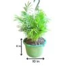 Neanthe Bella Palm Hanging Basket (Live Indoor Plants)