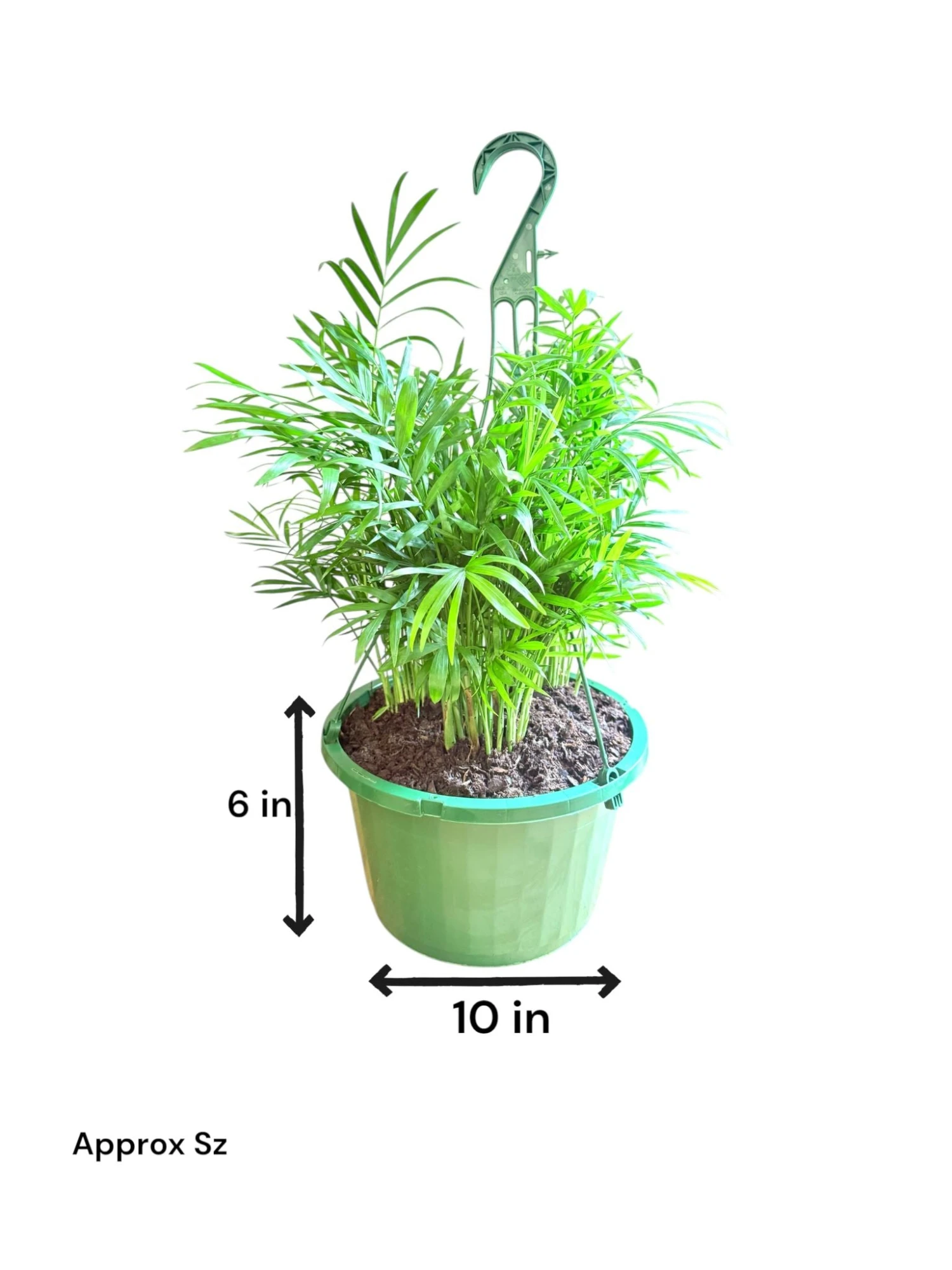 Neanthe Bella Palm Hanging Basket (Live Indoor Plants) 1 Neanthe Bella Palm Hanging Basket (Live Indoor Plants)