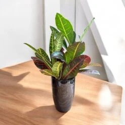 Petra Croton (Live Indoor Plant) 17 Petra Croton (Live Indoor Plant) -Pixies Gardens 3612acb6 74b3 4137 84cd 0dfd9b4bddad