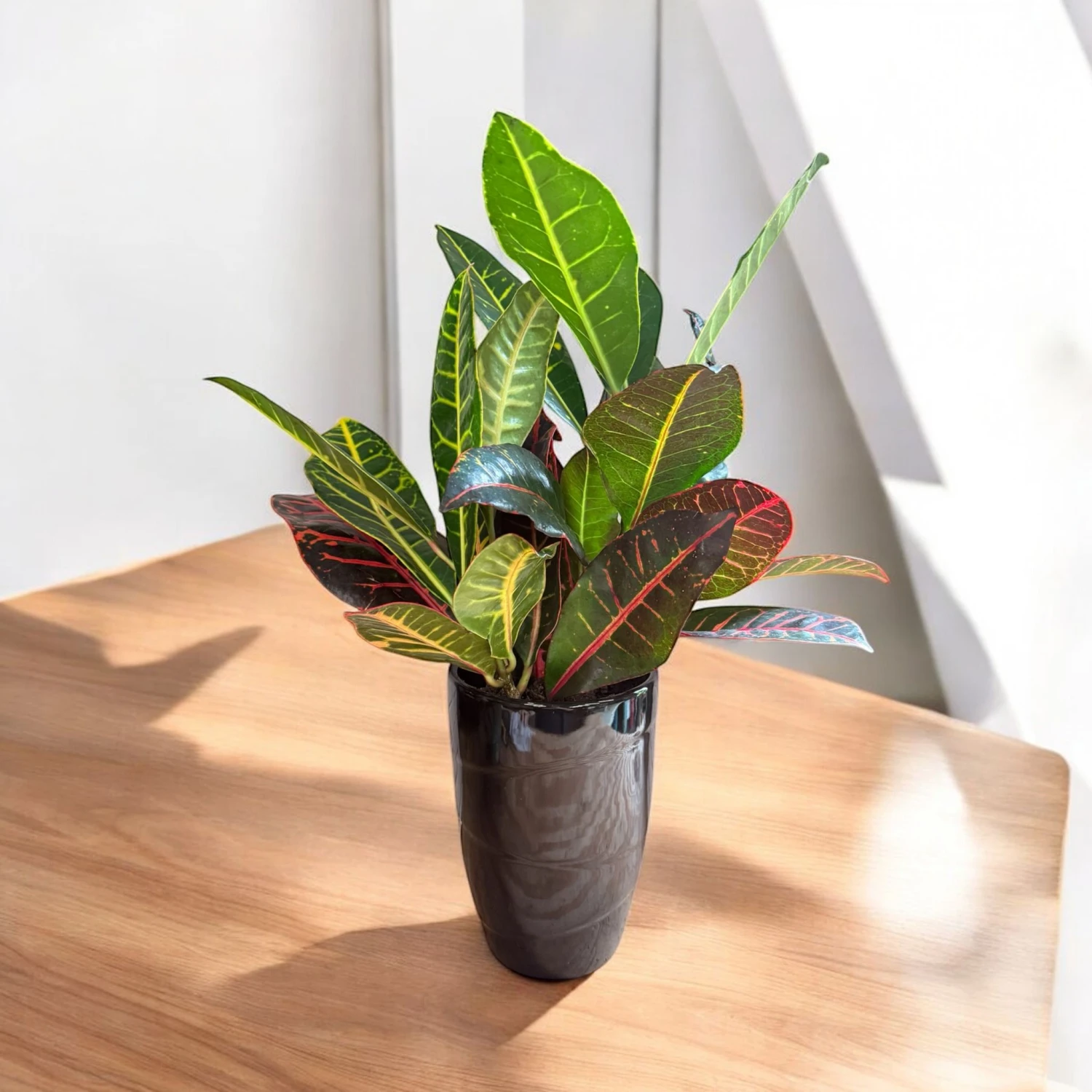 Petra Croton (Live Indoor Plant) 8 Petra Croton (Live Indoor Plant) - Image 8