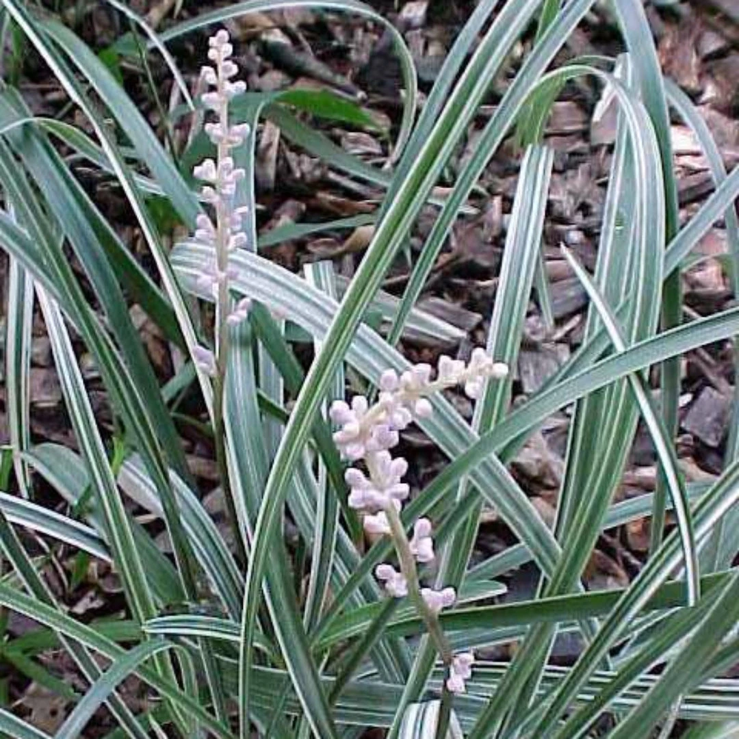 Liriope Spicata 'Silver Dragon' 2 Liriope Spicata 'Silver Dragon' - Image 2