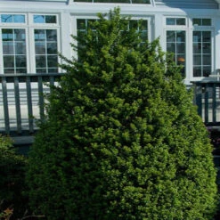 Steeds Japanese Holly 12 Steeds Japanese Holly -Pixies Gardens 37d2d5b4d047465c8c8554b16cc76ec2