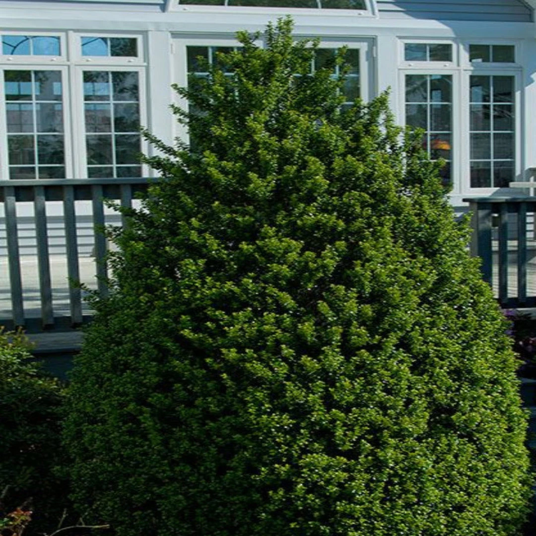 Steeds Japanese Holly 5 Steeds Japanese Holly - Image 5