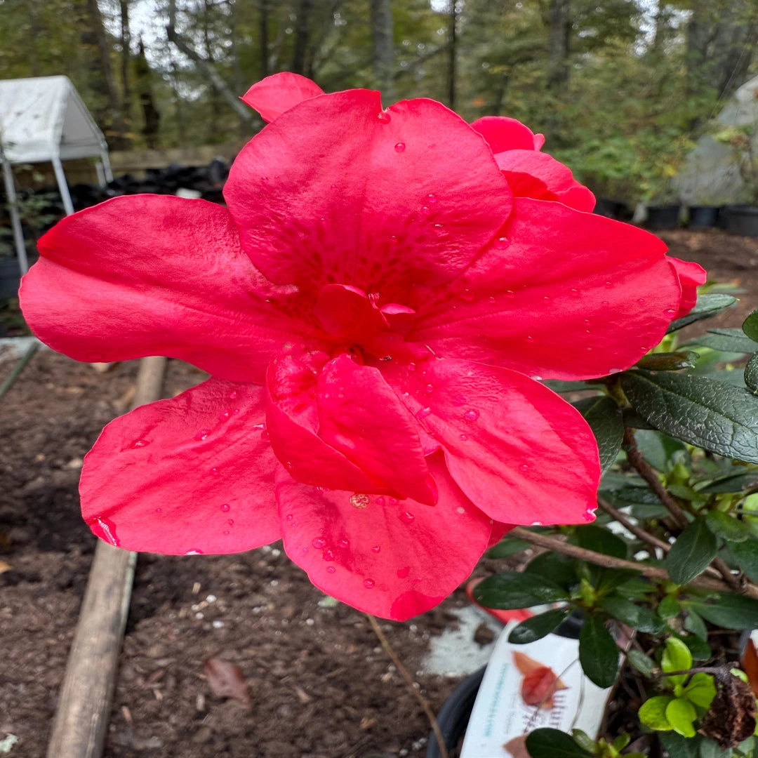 Dwarf Autumn Bonfire Encore Azalea 1 Dwarf Autumn Bonfire Encore Azalea