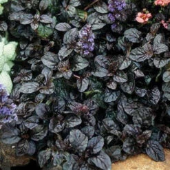 Ajuga Reptans 'Black Scallop' - [EG] -Pixies Gardens 3967