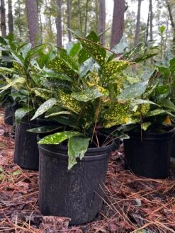 Acuba Gold Dust -Pixies Gardens 39B918F0 22F4 4A8F 8414 7056F523AF5C