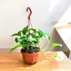 Golden Pothos Hanging Baskets (Live Indoor Plants) -Pixies Gardens 3fe7112d cba0 40d8 b06e ed855e2b451f
