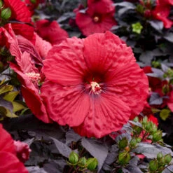 Hibiscus Summerific®'Holy Grail' -[EG]