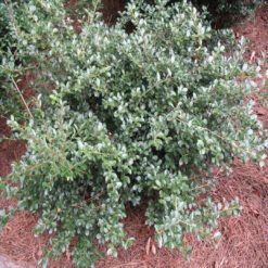 Compacta Japanese Holly Shrub -Pixies Gardens 4159