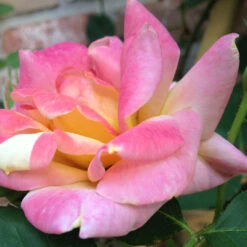 Climbing Josephs Coat -Pixies Gardens 44a6e67e8cfa231bae3468133ad482bf