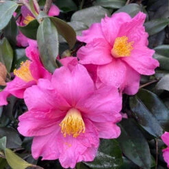 Hybrid Camellia Winter's Fire -Pixies Gardens 467642596 9196192550412574 8950848960653425502 n