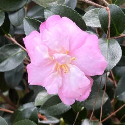 Pink Snow Camellia Sasanqua 9 Pink Snow Camellia Sasanqua -Pixies Gardens 471A2A38 0FA0 4521 9C30 703AE574A467