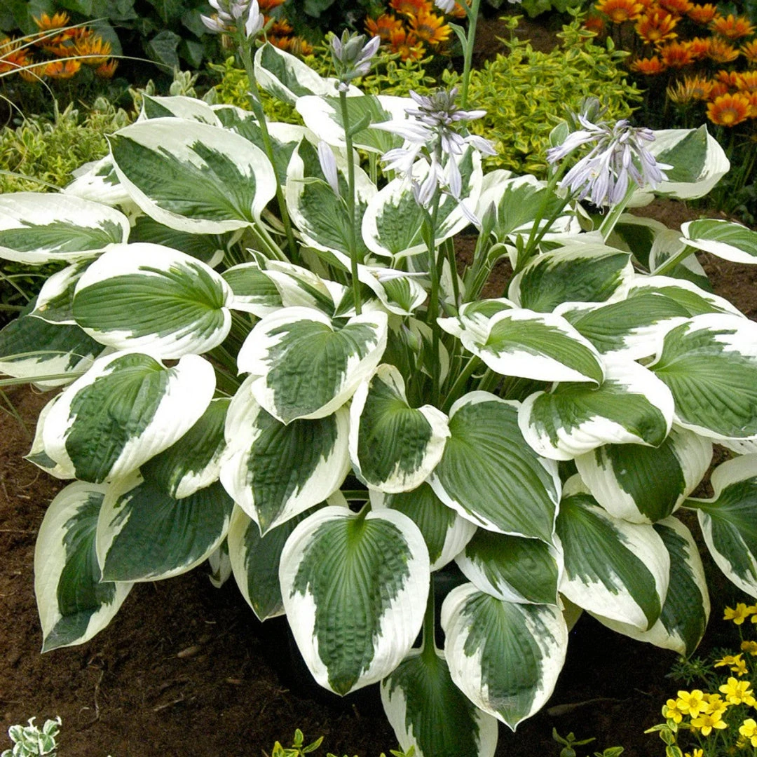 Minuteman Hosta 5 Minuteman Hosta - Image 5