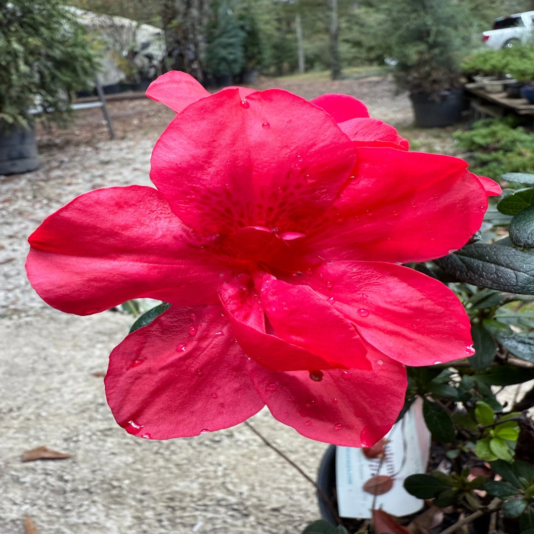 Dwarf Autumn Bonfire Encore Azalea 5 Dwarf Autumn Bonfire Encore Azalea - Image 5