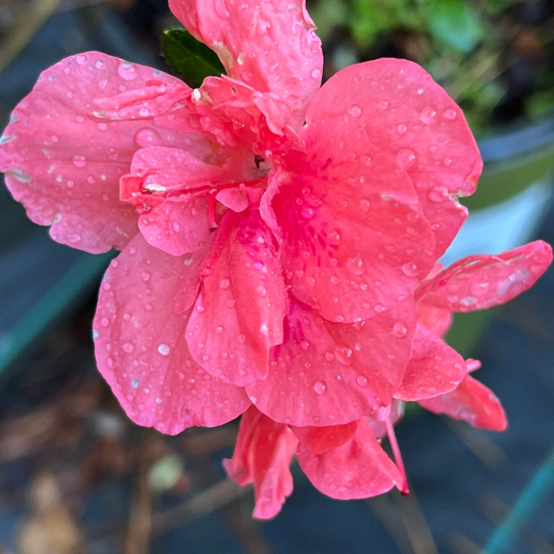 Echo Peachy Keen Azalea 5 Echo Peachy Keen Azalea - Image 5