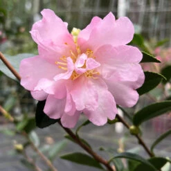 Pink Snow Camellia Sasanqua