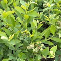 Brightwell Rabbiteye Blueberry Bush -Pixies Gardens 4DC29A33 DC41 4D4F 97D7 FF7663472B85 1800x1800 9de43d8f e18a 4964 882d ffb949db4e09