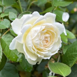 Bolero Rose -Pixies Gardens 4F7C136F CEE7 438F 8A46 5E10821DA6A6