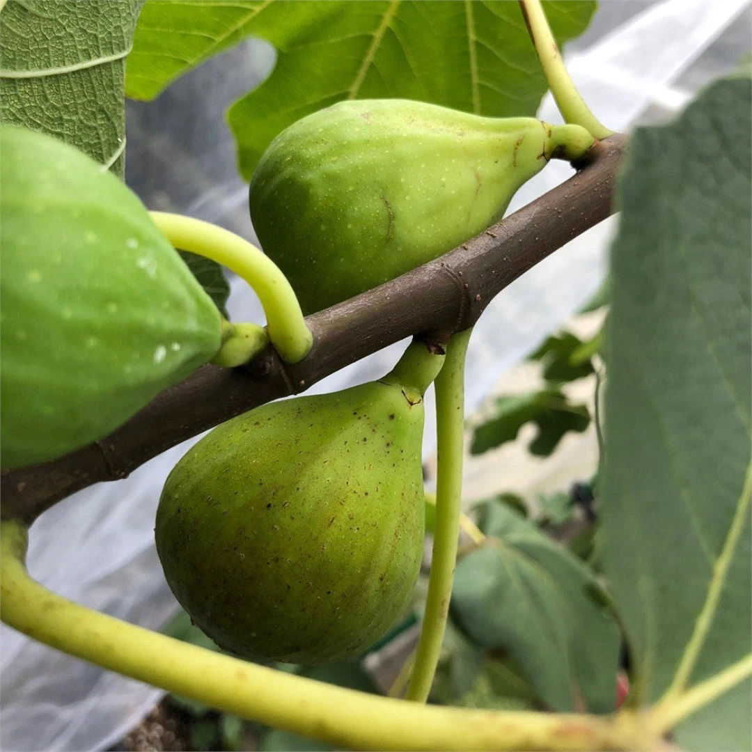 Ischia Fig Tree 6 Ischia Fig Tree - Image 6