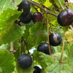 Sterling Muscadine Grape Vine -Pixies Gardens 4b10c0da2b1dfd5b40b238a21c230b4c