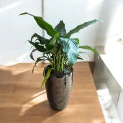 Peace Lily (Live Indoor Plant) -Pixies Gardens 4cdfbf50 81b3 4f57 8753 a6292829a4bb