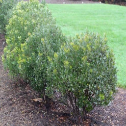 Lnkberry-Shamrock Holly 18 Lnkberry-Shamrock Holly -Pixies Gardens 4dce0bf6b6c6ed6f004c45a816e628b0