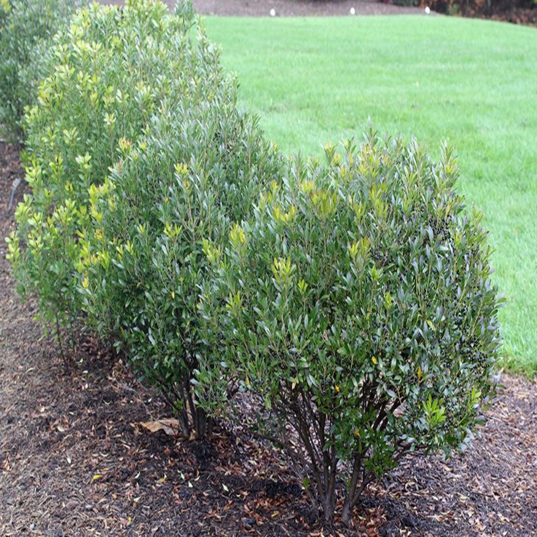 Lnkberry-Shamrock Holly 9 Lnkberry-Shamrock Holly - Image 9