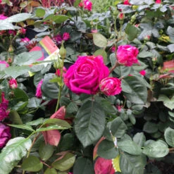 Sweet Spirit Rose -Pixies Gardens 4ded0e9a5f6a3a893bbf07291e7e501f