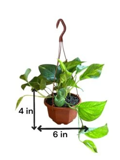 Golden Pothos Hanging Baskets (Live Indoor Plants)