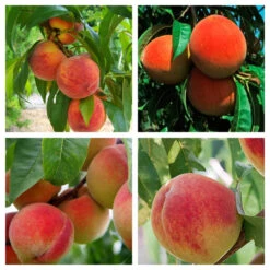 4 In 1 Peach Cocktail Tree, 4 Different Peaches On One Plant -Pixies Gardens 4n1peach 1200x1200 fc7e8b27 b4f8 472b 8310 18e63b774564