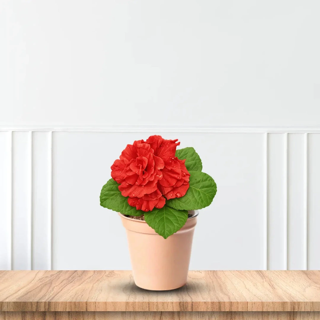 Cardinal Red Hydrangea 5 Cardinal Red Hydrangea - Image 5