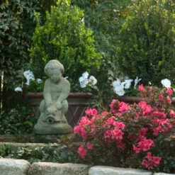 Autumn Princess Encore Azalea 7 Autumn Princess Encore Azalea -Pixies Gardens 50008958