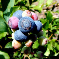 Alapaha Rabbiteye Blueberry Bush -Pixies Gardens 51170b60a52ff45521872c5c34d8171c