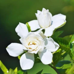 Tall Gardenia White Double Blooms -Pixies Gardens 51UApBupLfL