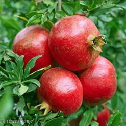 A.C. Sweet Pomegranate -Pixies Gardens 51YbDRIBriL. AC UF1000 1000 QL80
