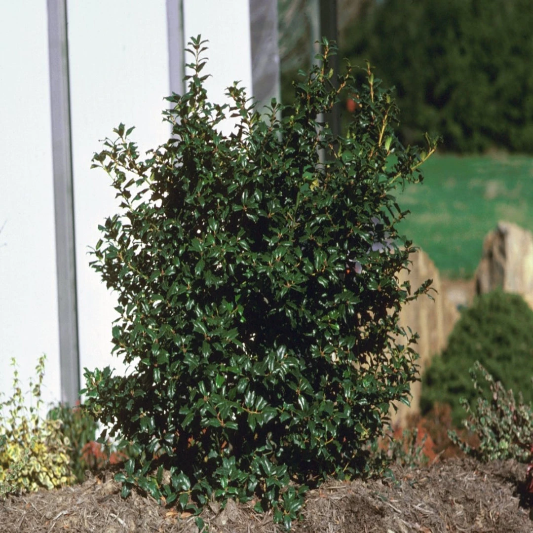 China Boy Ilex 6 China Boy Ilex - Image 6