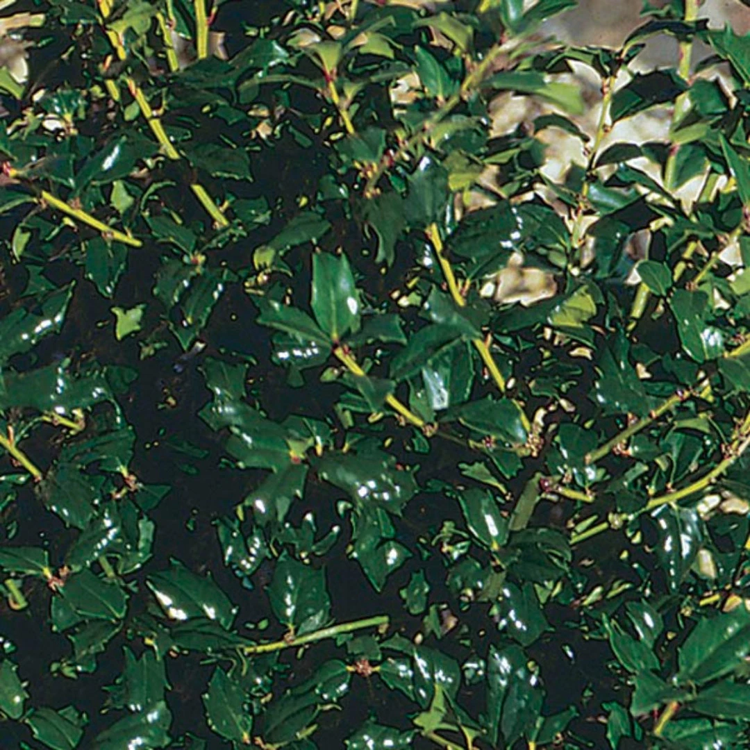 China Boy Ilex 2 China Boy Ilex - Image 2